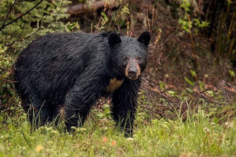 जुम्लामा भालुको आक्रमण ; दैलेखका एक दम्पती घाइते