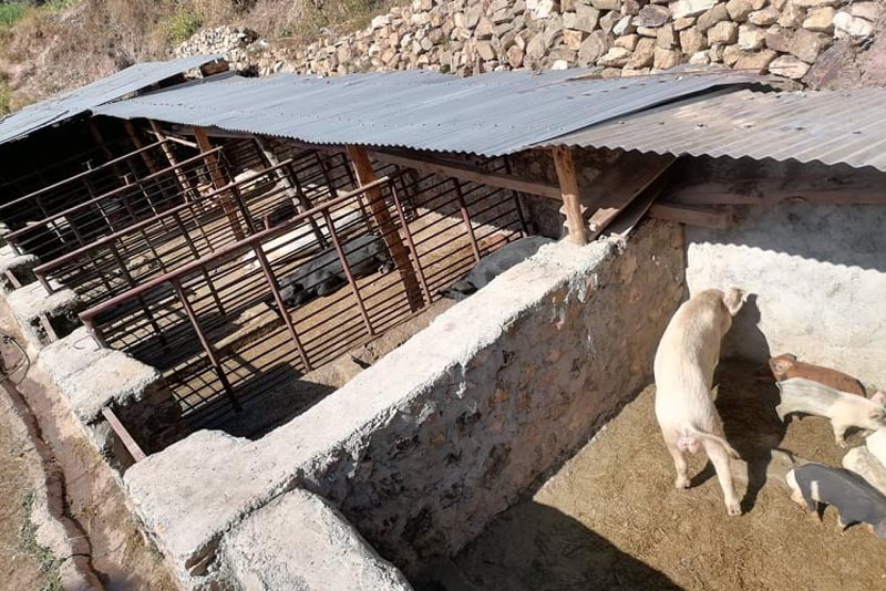 बंगुरपालनबाट मनग्य आम्दानी